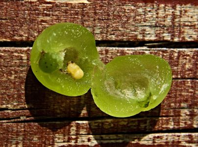 Hrčiarka Neuroterus quercusbaccarum