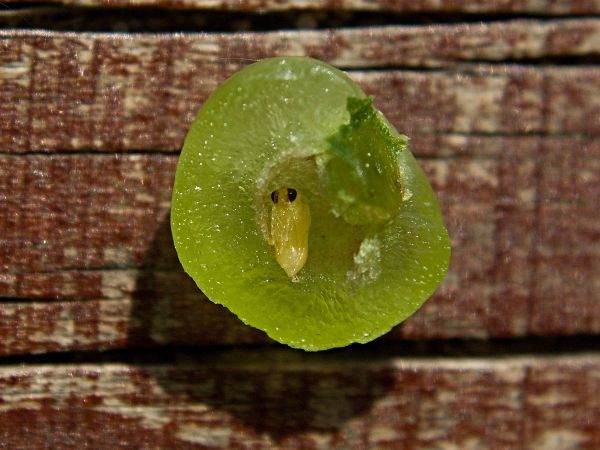 Hrčiarka Neuroterus quercusbaccarum