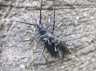 Fuz&aacute;č bukov&yacute;