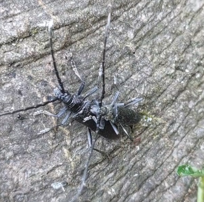 Fuz&aacute;č bukov&yacute;