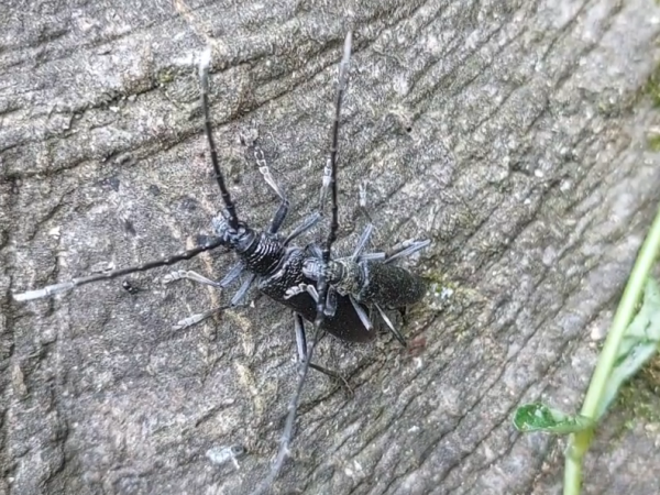 Fuz&aacute;č bukov&yacute;