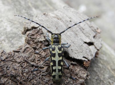 Vrz&uacute;nik mramorov&yacute;