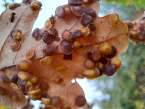 Hrčiarka Neuroterus quercusbaccarum