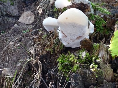 A - nie je v datab&aacute;ze