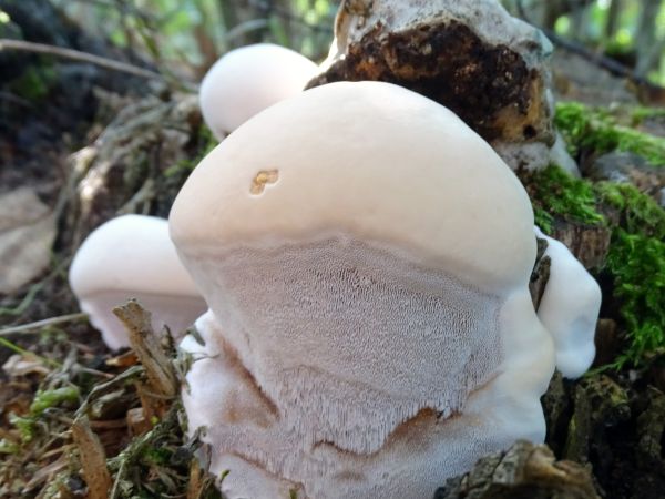 A - nie je v datab&aacute;ze