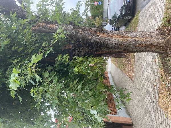 Tr&uacute;dnikovec pestr&yacute;