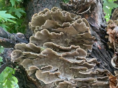 Tr&uacute;dnikovec pestr&yacute;