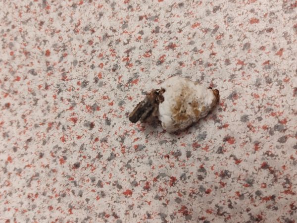 Ohňovec hrboľkat&yacute;