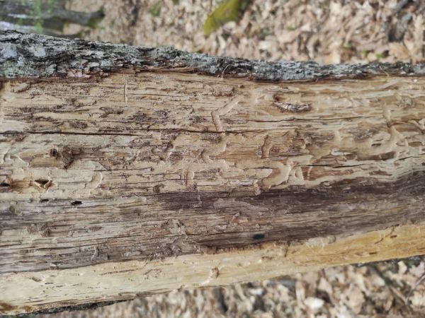 Fuz&aacute;č dubinov&yacute;