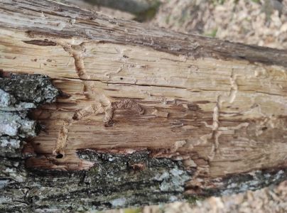 Fuz&aacute;č dubinov&yacute;