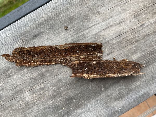 Lykožr&uacute;t smrekov&yacute;