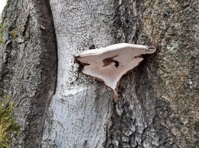 Lesklok&ocirc;rovka ploch&aacute;