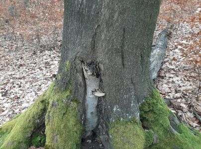 Lesklok&ocirc;rovka ploch&aacute;