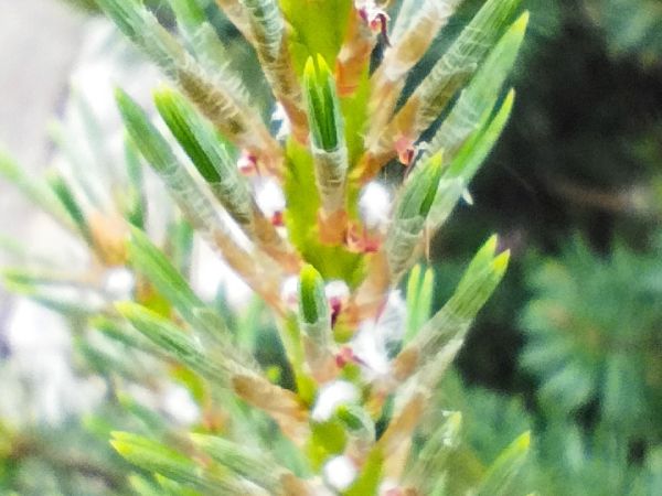 Vo&scaron;ka Pineus pini