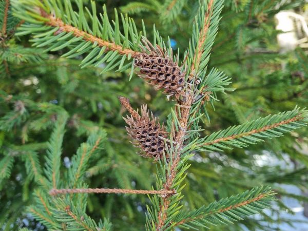 K&ocirc;rovnica zelen&aacute;