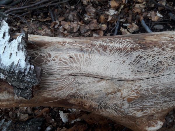 Podk&ocirc;rnik brezov&yacute;