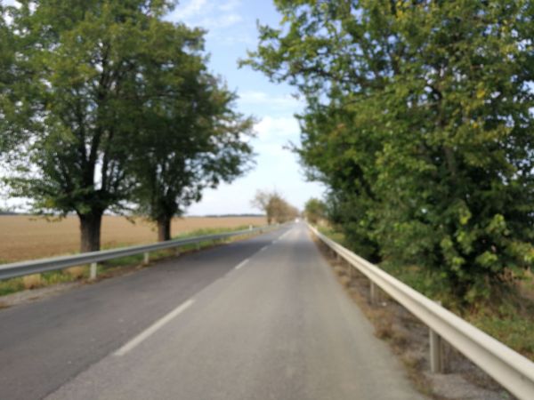 Spriadač americk&yacute;