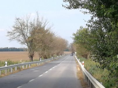 Spriadač americk&yacute;