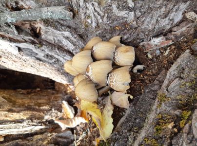 A - nie je v datab&aacute;ze