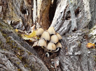 A - nie je v datab&aacute;ze