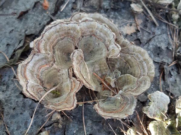 Tr&uacute;dnikovec pestr&yacute;