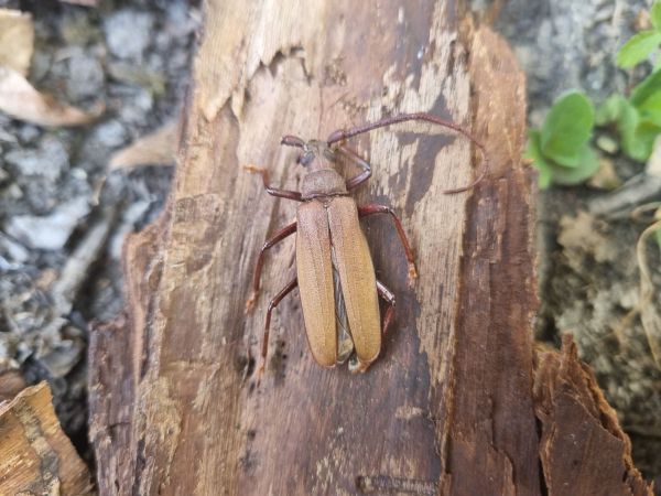 Fuz&aacute;č drsnotykadlov&yacute;