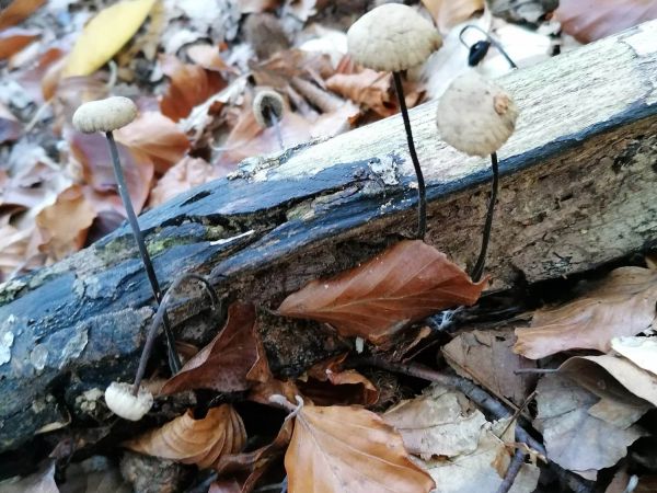 A - nie je v datab&aacute;ze