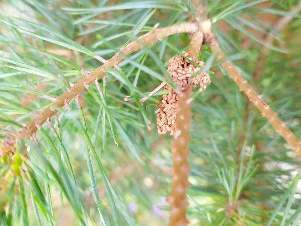 Ploskanka sadenicov&aacute;