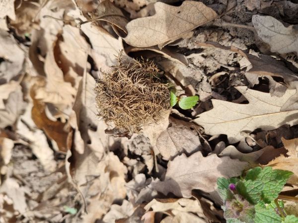 Hrčiarka Andricus caputmedusae