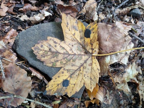 Čerň javorov&aacute;