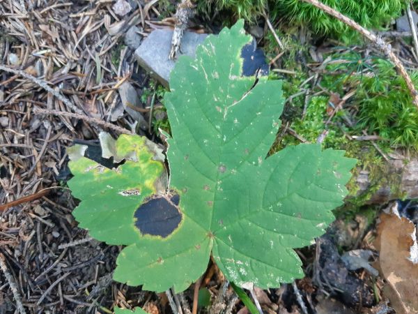 Čerň javorov&aacute;