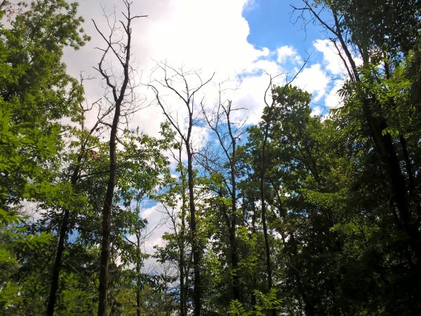 Čia&scaron;očka jaseňov&aacute;