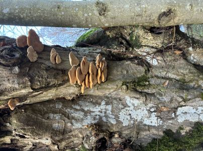 A - nie je v datab&aacute;ze