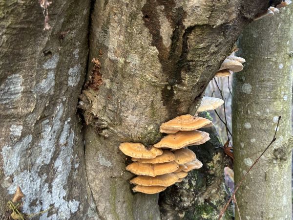 A - nie je v datab&aacute;ze