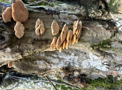 A - nie je v datab&aacute;ze