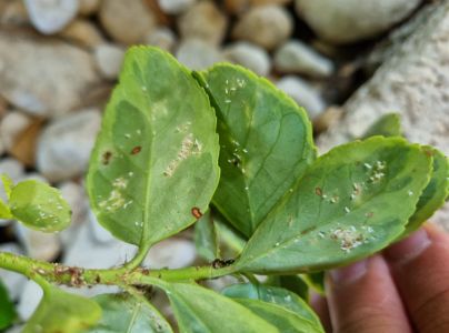 &Scaron;t&iacute;tnička br&scaron;lenov&aacute;