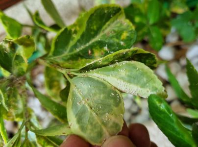 &Scaron;t&iacute;tnička br&scaron;lenov&aacute;