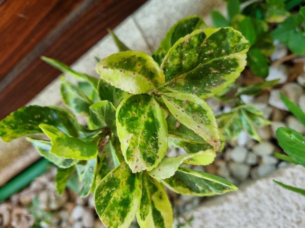 &Scaron;t&iacute;tnička br&scaron;lenov&aacute;