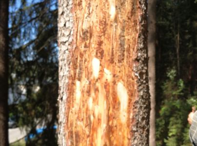 Lykožr&uacute;t smrekov&yacute;