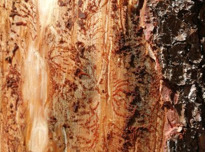 Lykožr&uacute;t smrekov&yacute;