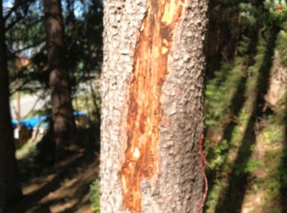 Lykožr&uacute;t smrekov&yacute;