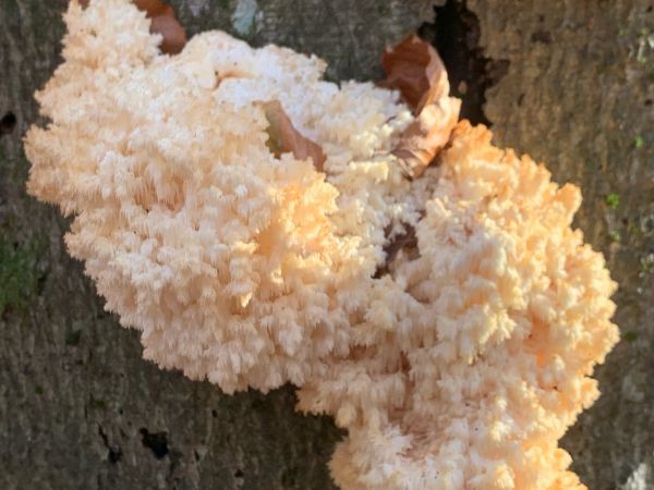 A - nie je v datab&aacute;ze