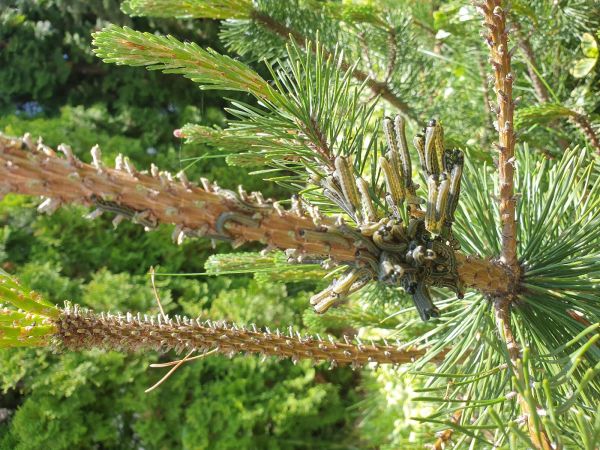 Hreben&aacute;rka hrdzav&aacute; 