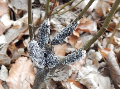 A - nejednoznačne určen&yacute;, nie sme si ist&iacute;