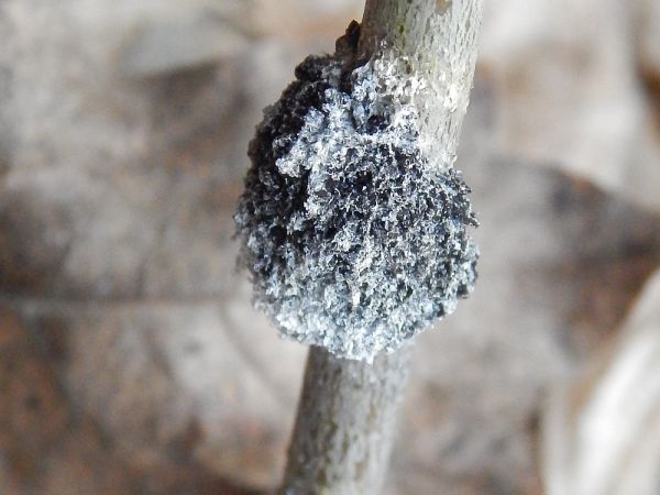 A - nejednoznačne určen&yacute;, nie sme si ist&iacute;