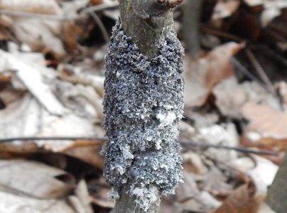 A - nejednoznačne určen&yacute;, nie sme si ist&iacute;