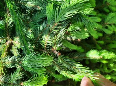 Červec smrekov&yacute;