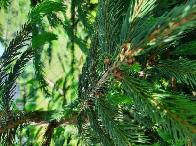 Červec smrekov&yacute;