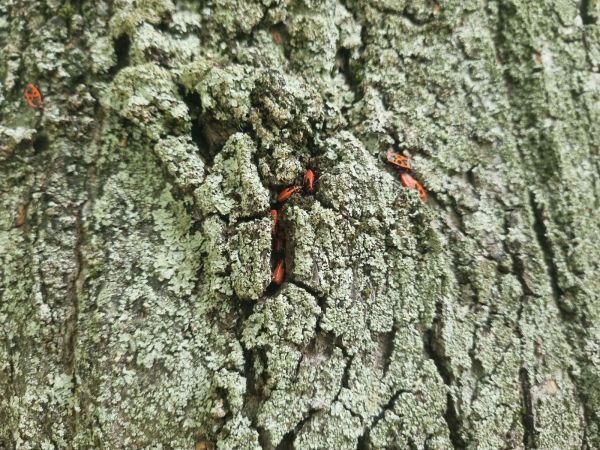 Cifru&scaron;a bezkr&iacute;dla 
