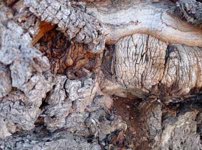 Po&scaron;vovec stromov&yacute;